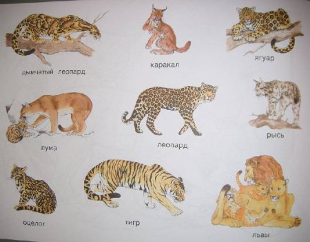 Семьи семейства кошачьих