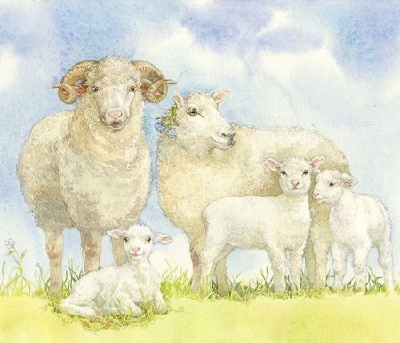 Семья овец