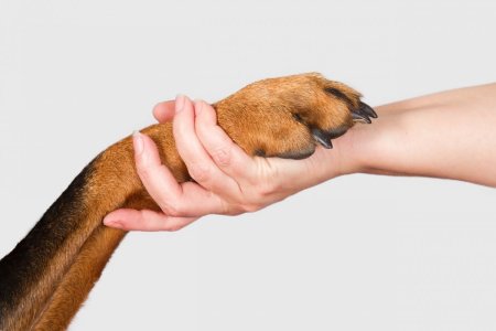 Лапа и рука человека