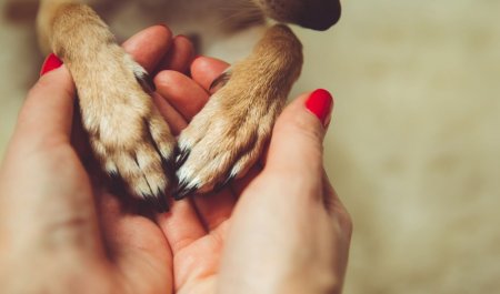 Международный день защиты животных