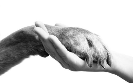 Протяни руку лапам