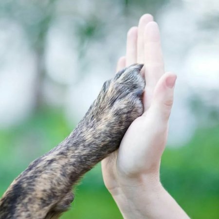 Лапка и рука человека