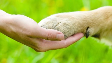 Собачья лапа в руке человека