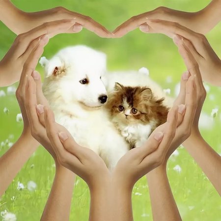 Добро для животных