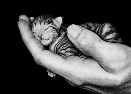 Котик на ладошке