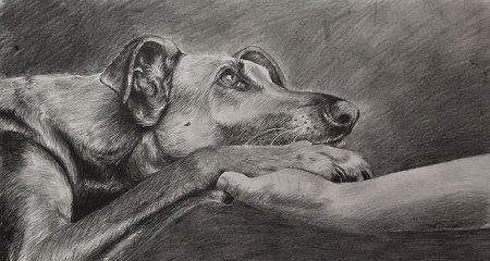 Картины бездомных животных