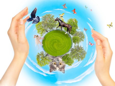 Экология животных