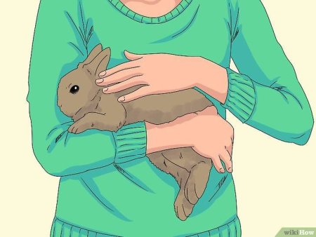 Кролик в руках референс