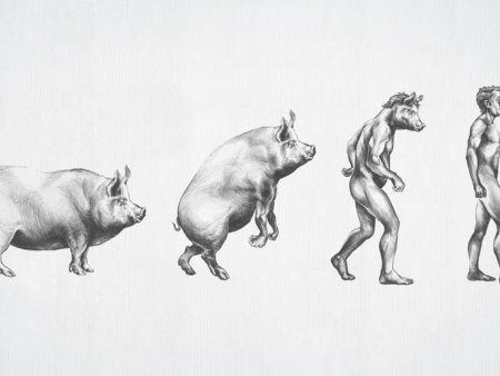 Человек произошел от свиньи