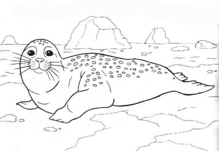 Морской котик раскраска