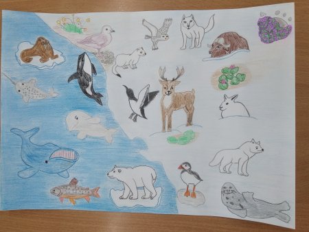 Рисунок Арктики для 4 класса окружающий мир