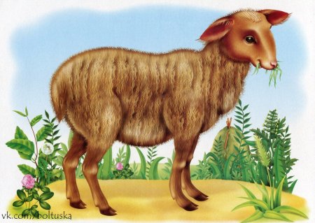 Домашние животные вектор