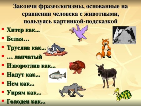 Фразеологизмы с животными