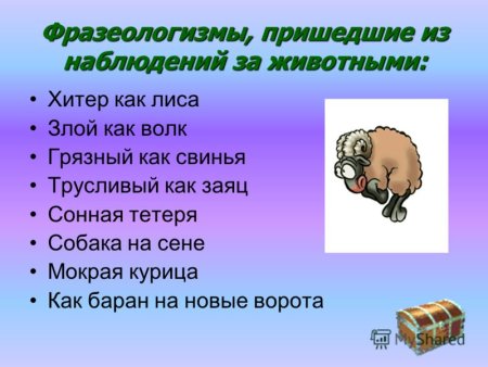 Фразеологизмы с названиями животных