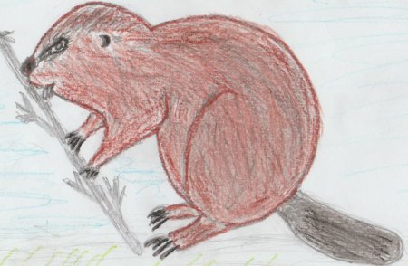 Западносибирский Речной Бобр рисунок