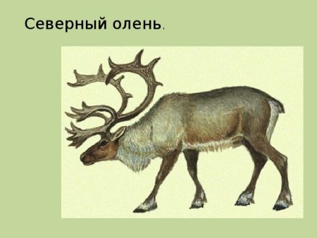Северный олень охрана