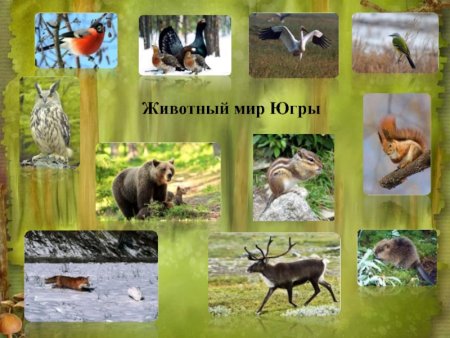 Животные и растения ХМАО Югры