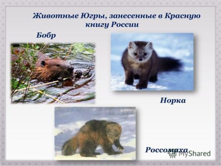 Красная книга ХМАО Югры животных