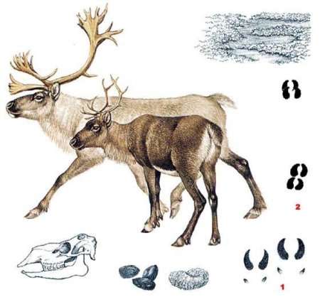 Северный олень самец и самка