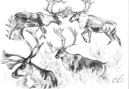 Северные зарисовки