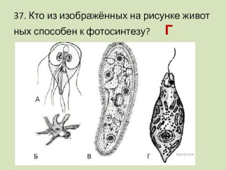Догель инфузории