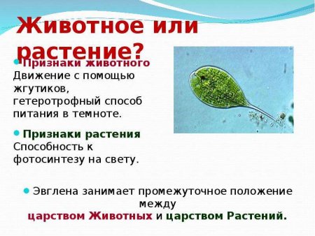 Признаки животных движение