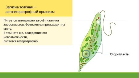 Простейшие эвглена зелёная строение
