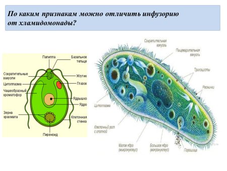 Одноклеточные организмы хламидомонада и ПАРАМЕЦИЯ