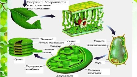 Фотосинтез 9 класс