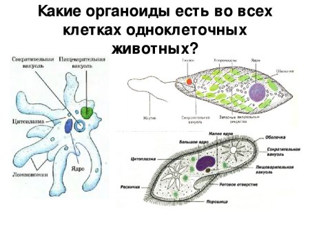 Одноклеточный организм строение клетки