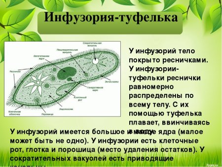 Клеточная оболочка инфузории туфельки
