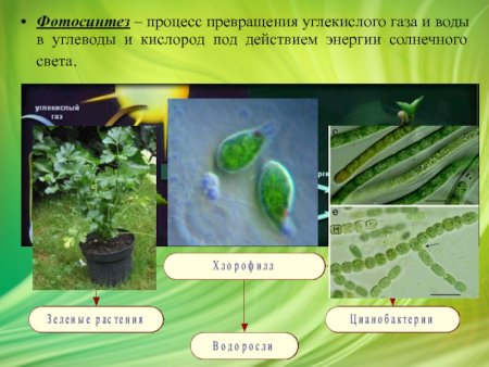 Амеба инфузория туфелька эвглена зеленая