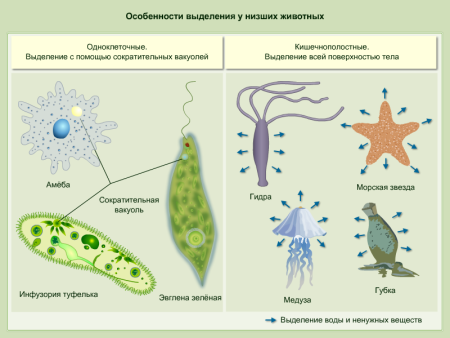 Автотрофный Тип питания вольвокса
