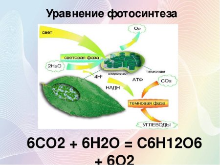 Строение амебы эвглены зеленой и инфузории туфельки