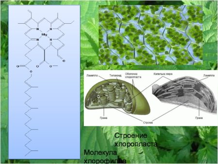 Эвглена зеленая одноклеточная