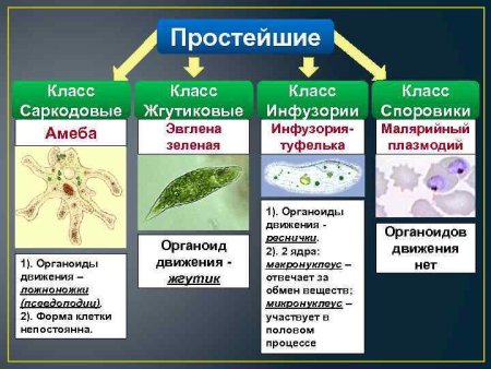 Фотосинтезирующие цианобактерии