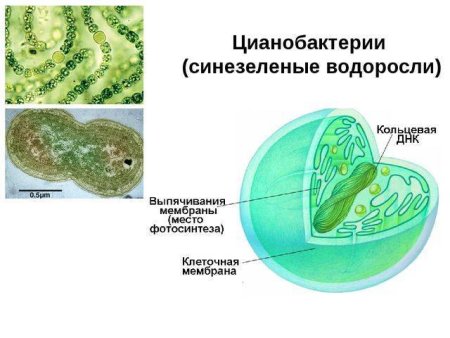 Одноклеточные эукариоты примеры