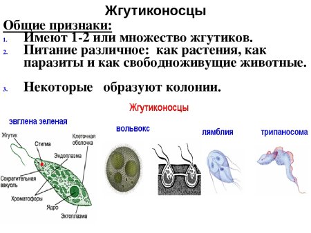 Фотосинтез листа схема