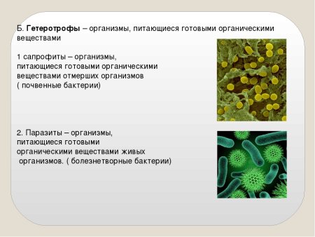 Типы питания автотрофы и гетеротрофы