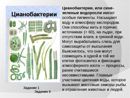 Схема рисунок процесса фотосинтеза 6