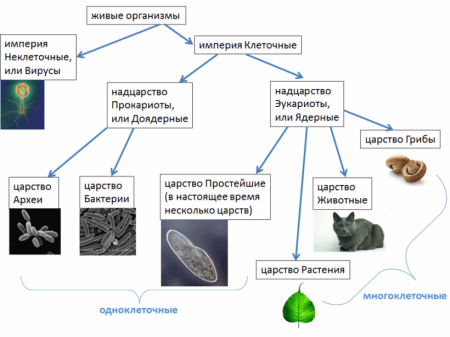 Представители подцарства одноклеточные