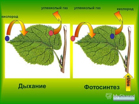 Строение жгутика эвглены