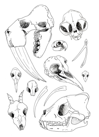 Черепа животных для рисования