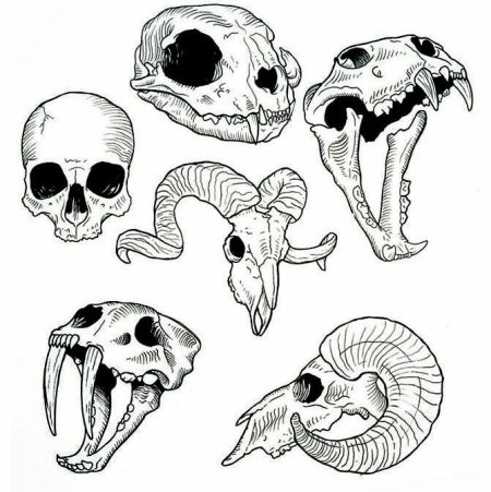 Тату череп животного