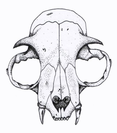 Череп кошки