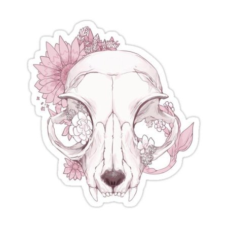 Череп кошки референс