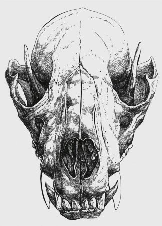 Референсы черепа животных