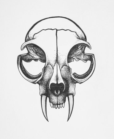 Тату череп кота