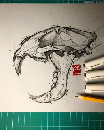 Черепа животных рисунки