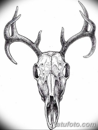 Череп оленя сбоку